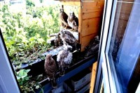 /album/a18-6-2013/zvedavci-jsou-venku-jpg1/